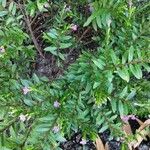 Cuphea hyssopifolia Žiedas