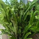 Microsorum punctatum Blatt