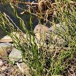 Equisetum scirpoides 整株植物