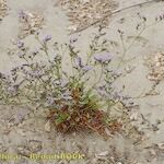 Limonium dodartii عادت داشتن