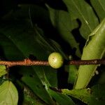 Casearia arborea Fruto