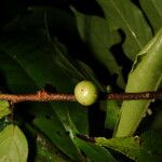 Casearia arborea Fruit