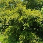 Podocarpus totara Συνήθη χαρακτηριστικά