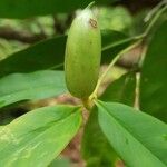 Heteropsis oblongifolia Кветка