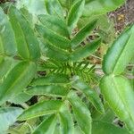 Kalanchoe prolifera Leaf