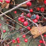 Ilex verticillata Drugo