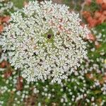 Daucus rouyiBlomma