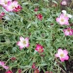 Saxifraga rosacea Blomst
