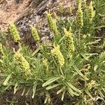 Lavandula viridis Fleur