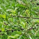 Salix caesia Likasa
