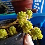 Sedum greggii Hoja