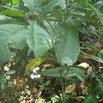 Chassalia vanderystii Hoja