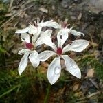 Burchardia umbellata 花