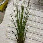 Tillandsia juncea 葉