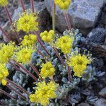 Eriogonum caespitosum Hábitos