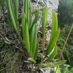 Brassavola nodosa Leaf