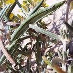 Helianthemum syriacum Lapas