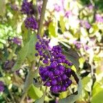 Callicarpa americana Fruit