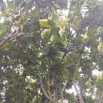 Barringtonia asiatica Vrucht
