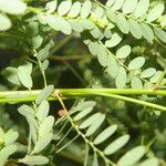 Phyllanthus amarus Blad