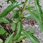 Lepidium virginicum Leaf