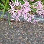 Nerine undulata Flower