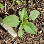 Amaranthus spinosus 葉