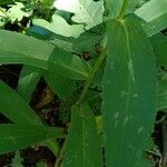 Digitalis lutea Blatt