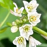 Nothoscordum borbonicum Flower