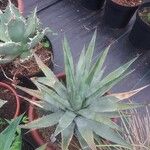 Agave palmeri Ліст