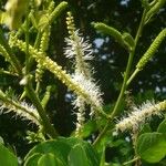 Mimosa caesalpiniifolia 花