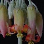 Cotyledon orbiculata Blomma