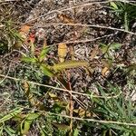 Persicaria punctata Liść