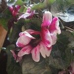 Cyclamen repandum Flower