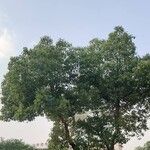 Ficus religiosa Levél