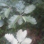 Sorbus intermedia Leaf