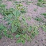 Amaranthus retroflexus Leaf