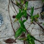 Ipomoea sagittataFolha