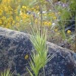 Bromus rubens অভ্যাস