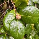 Camellia japonica Leaf