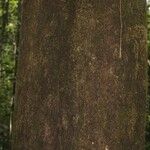 Eperua rubiginosa Corteza