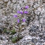 Campanula sibirica ᱵᱟᱦᱟ