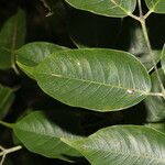 Bursera simaruba Leaf