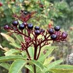 Sambucus ebulusFruit