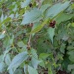 Rhodotypos scandens Habit