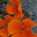 Eschscholzia californica Kvet