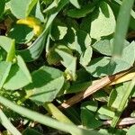 Medicago polymorpha Leaf