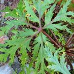 Geranium maderense 葉