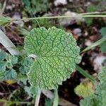 Marrubium vulgare Feuille