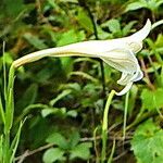 Lilium formosanum Květ